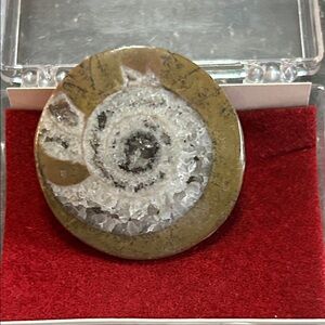 Fossilized Ammonite in original case